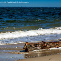 Buy canvas prints of Ancient Driftwood: Moray's Beach Treasure by Tom McPherson