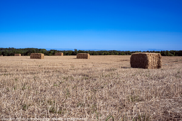 Harvest Bales  at Duffus Picture Board by Tom McPherson