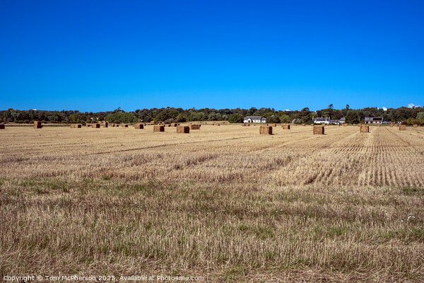 Harvest's Bounty: Duffus Field's Golden Bales Picture Board by Tom McPherson