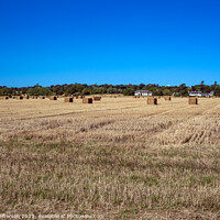 Buy canvas prints of Harvest's Bounty: Duffus Field's Golden Bales by Tom McPherson