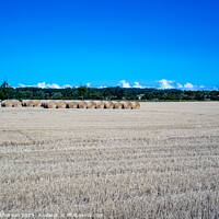 Buy canvas prints of Golden Harvest: Duffus Field's Bounty by Tom McPherson