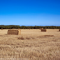 Buy canvas prints of Autumnal Harvest Rolls at Duffus by Tom McPherson