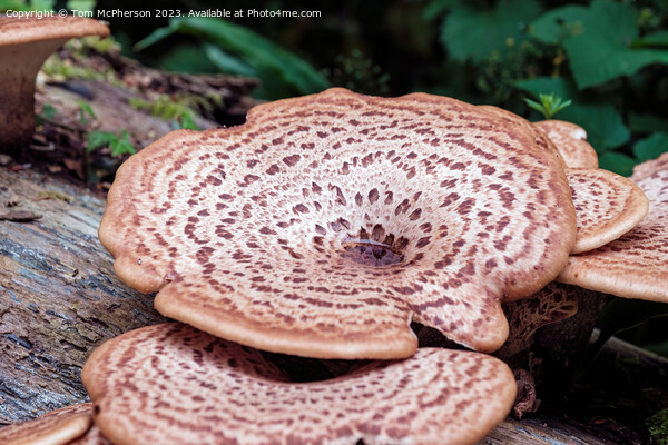'Giant Fungus Among Us: Cerioporus Squamosus' Picture Board by Tom McPherson
