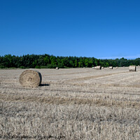 Buy canvas prints of Verdant Pasture's Harvested Hay Bales by Tom McPherson