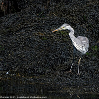 Buy canvas prints of Elegant Grey Heron Immersed in Nature by Tom McPherson