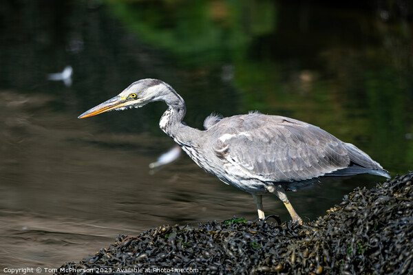 'Dawn Sentinel: Grey Heron at Harbour' Picture Board by Tom McPherson