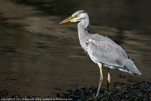 UK's Common Grey Heron Unveiled Picture Board by Tom McPherson