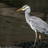 Buy canvas prints of UK's Common Grey Heron Unveiled by Tom McPherson
