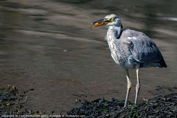 Britain's Ubiquitous Grey Heron Picture Board by Tom McPherson