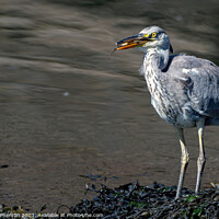 Buy canvas prints of Britain's Ubiquitous Grey Heron by Tom McPherson