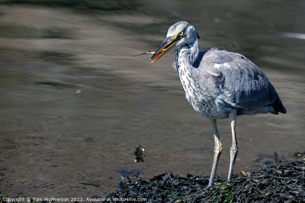 The Common Grey Heron: UK's Ubiquitous Waterbird Picture Board by Tom McPherson