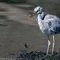 Buy canvas prints of The Common Grey Heron: UK's Ubiquitous Waterbird by Tom McPherson
