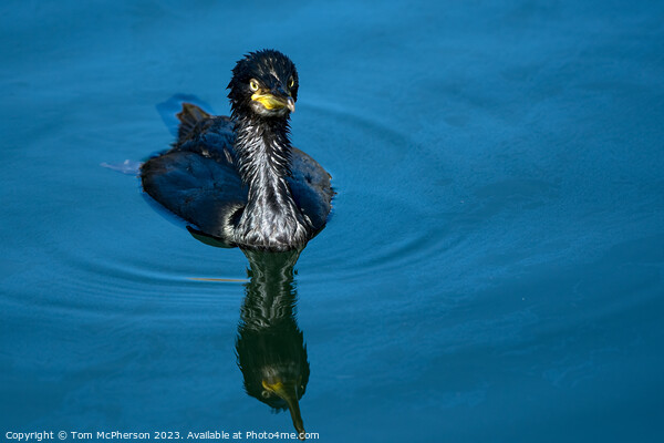 Young Cormorant's Dramatic Seaside Stance Picture Board by Tom McPherson