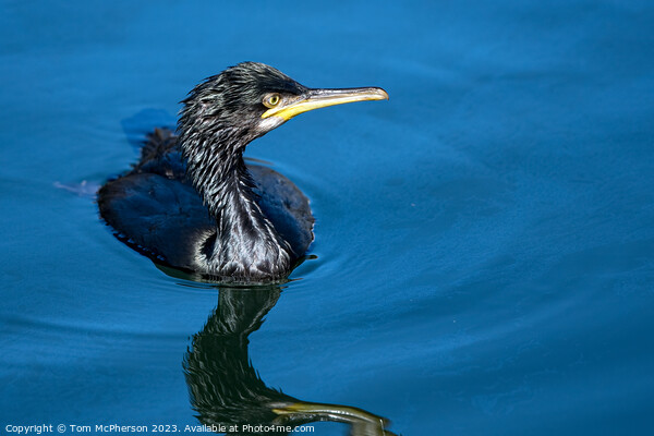 'Reptilian Glory: Cormorant at Burghead Harbour' Picture Board by Tom McPherson