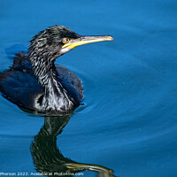 Buy canvas prints of 'Reptilian Glory: Cormorant at Burghead Harbour' by Tom McPherson