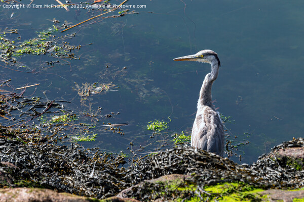 Grey Heron: Elegant Guardian of Waters Picture Board by Tom McPherson