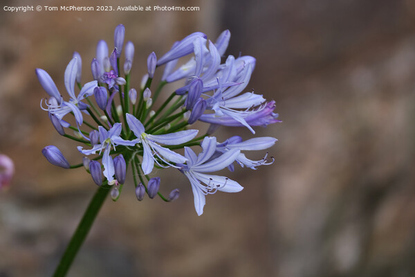 Summer's Glory: The African Lily Picture Board by Tom McPherson