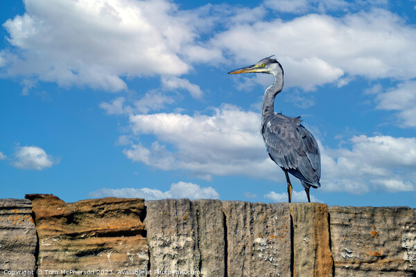 'Burghead's Grey Heron: A Feathered Emissary' Picture Board by Tom McPherson