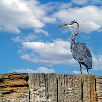 Buy canvas prints of 'Burghead's Grey Heron: A Feathered Emissary' by Tom McPherson