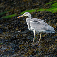 Buy canvas prints of Elegance Personified: The Grey Heron by Tom McPherson