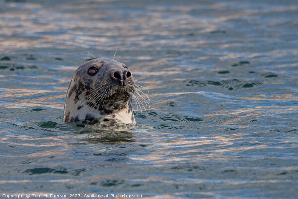 Atlantic Grey Seal: Nature's Marine Marvel Picture Board by Tom McPherson