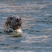Buy canvas prints of Atlantic Grey Seal: Nature's Marine Marvel by Tom McPherson