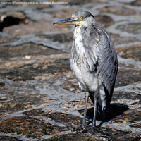 Buy canvas prints of Grey Heron's Sunlit Sojourn by Tom McPherson