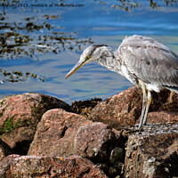 Buy canvas prints of 'The Graceful Grey Heron' by Tom McPherson