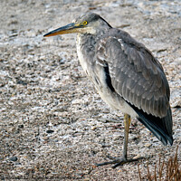 Buy canvas prints of Eloquent Grey Heron: A Riveting Portrait by Tom McPherson