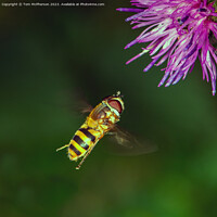 Buy canvas prints of Buzzing Beauty in Motion by Tom McPherson