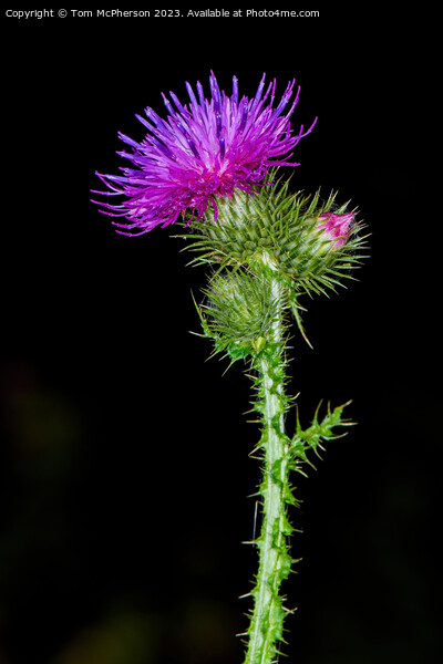 flower of Scotland Picture Board by Tom McPherson
