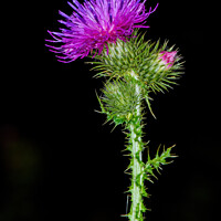 Buy canvas prints of flower of Scotland by Tom McPherson