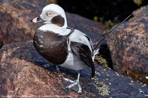 Long Tailed Duck on Rocks Picture Board by Tom McPherson