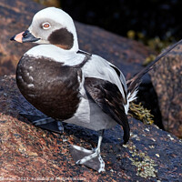 Buy canvas prints of Long Tailed Duck on Rocks by Tom McPherson