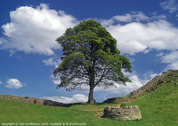  Sycamore Gap  Picture Board by Tom McPherson