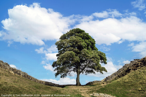 Sycamore Gap (The Robin Hood Tree) Picture Board by Tom McPherson