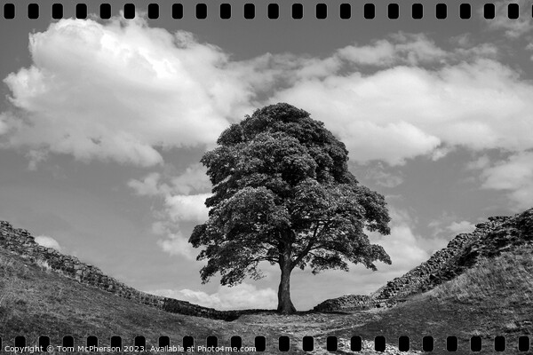 Sycamore Gap Picture Board by Tom McPherson