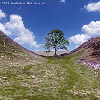 Buy canvas prints of Sycamore Gap by Tom McPherson