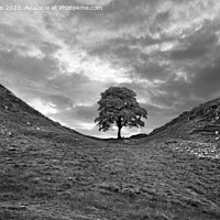 Buy canvas prints of Sycamore Gap (Robin Hood Tree) by Tom McPherson