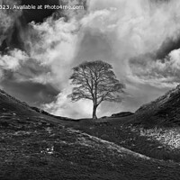 Buy canvas prints of Sycamore Gap by Tom McPherson