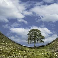 Buy canvas prints of The Sycamore Gap tree by Tom McPherson