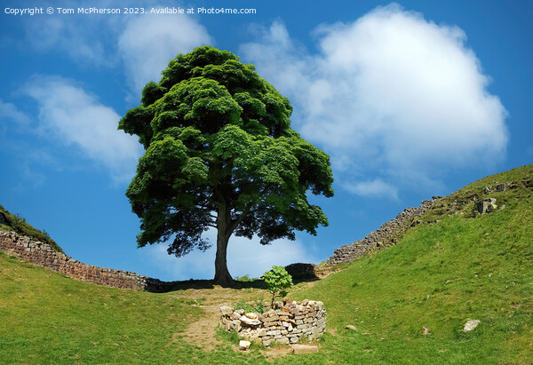 The Sycamore Gap Tree Picture Board by Tom McPherson