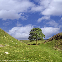 Buy canvas prints of The Iconic Sycamore Gap Tree by Tom McPherson