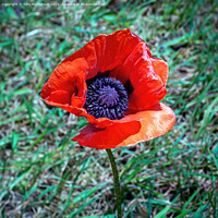 Buy canvas prints of Lone Red Poppy by Tom McPherson