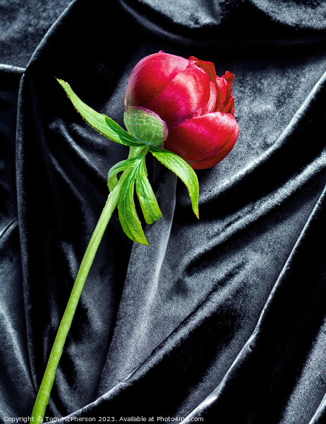 single red peony rose on black velvet Picture Board by Tom McPherson