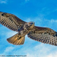 Buy canvas prints of common buzzard  by Tom McPherson
