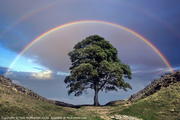 Rainbow over Sycamore Gap (The Robin Hood Tree) Picture Board by Tom McPherson
