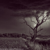 Buy canvas prints of The Lightning Tree by Tom McPherson