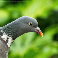 Buy canvas prints of  Woodpigeon Portrait by Tom McPherson