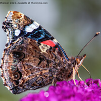 Buy canvas prints of The Peacock Butterfly by Tom McPherson